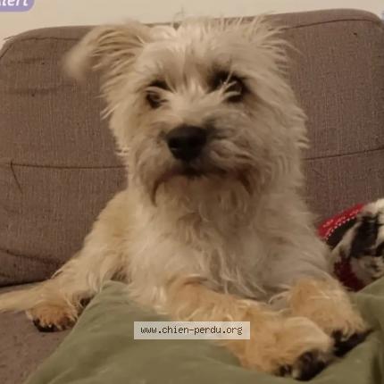 Photo 1/1 Chien retrouvé Perdu à Le tablier