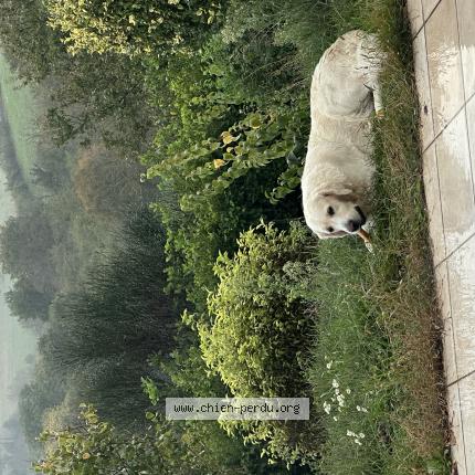 Photo 1/1 Chien retrouvé Perdu à St marcel bel acueil