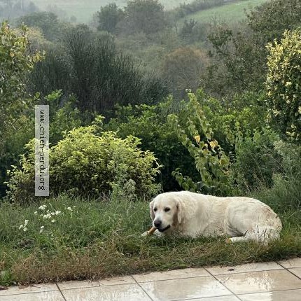 Photo 1/1 Chien retrouvé Perdu à St Marcel Bel Acueil