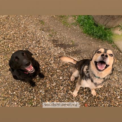 Photo 1/1 Chien retrouvé Perdu à Montauban