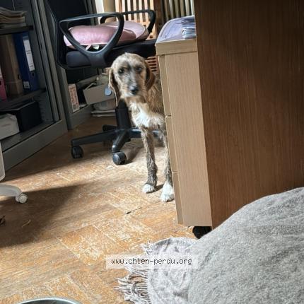 Photo de chien trouvé à Collobrieres