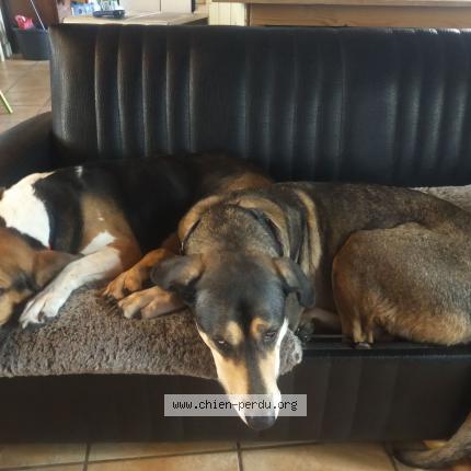 Photo 1/1 Chien retrouvé Perdu à Montbazin