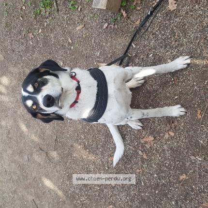 Photo de chien perdu à Le Vernet