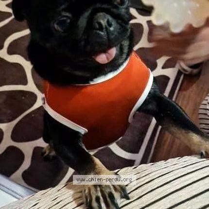 Photo de chien perdu à Beuvry