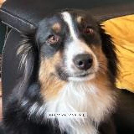 Photo 1/2 Chien retrouvé Perdu à Dolus le sec