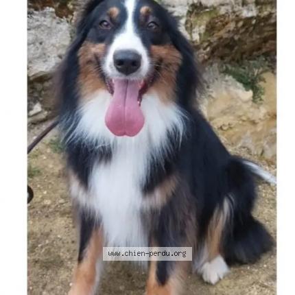 Photo 2/2 Chien retrouvé Perdu à Dolus le sec