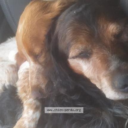 Photo 1/1 Chien retrouvé Trouvé à Chateauneuf en thymerais