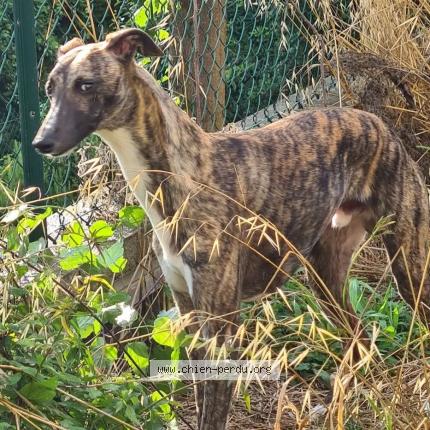 Photo de chien perdu à Nice