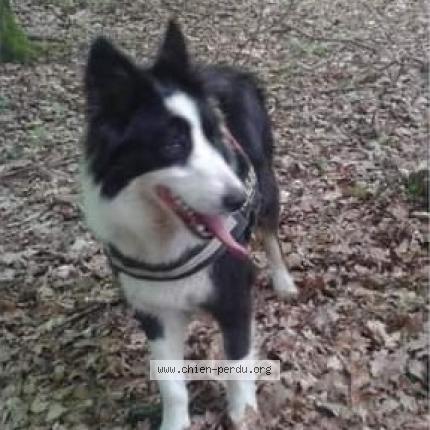 Photo 1/1 Chien retrouvé Perdu à Sedzere