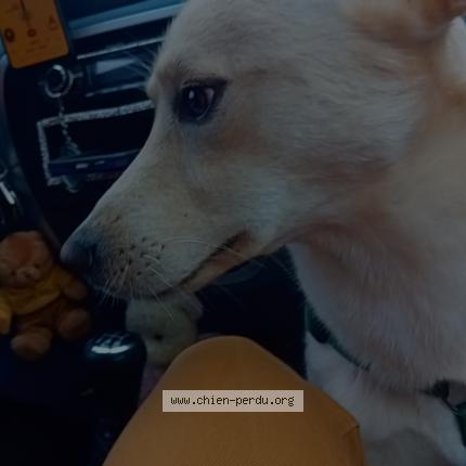 Photo de chien perdu à Le Sart