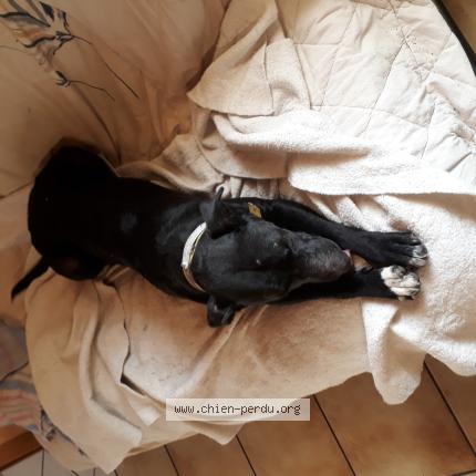 Photo 1/2 Chien retrouvé Perdu à St jacques d ambur