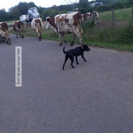 Photo 2/2 Chien retrouvé Perdu à St jacques d ambur