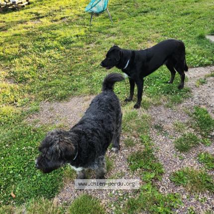 Photo 1/1 Chien retrouvé Perdu à Le tourneur