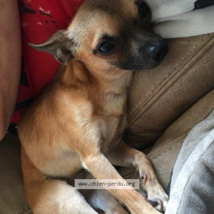 Photo 1/1 Chien retrouvé Perdu à Toulouse