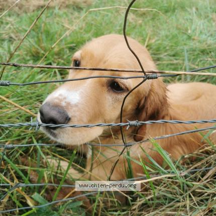 Photo de chien trouvé à Vandelans