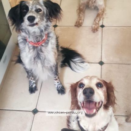 Photo 1/1 Chien retrouvé Perdu à Alencon