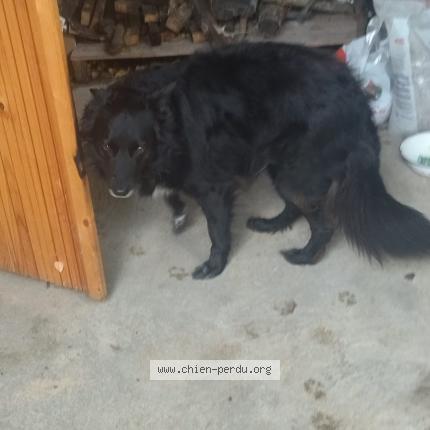 Photo 1/1 Chien retrouvé Perdu à Fayssac