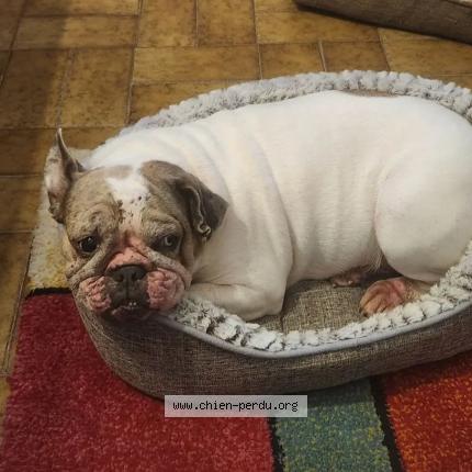 Photo de chien trouvé à Saint Romain Le Puy