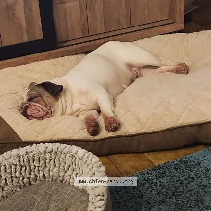 Photo 2/2 Chien retrouvé Trouvé à Saint romain le puy