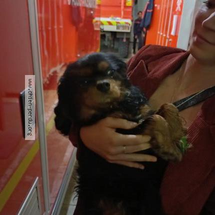 Photo 1/1 Chien retrouvé Trouvé à Layrac