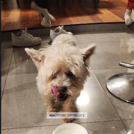 Photo 1/1 Chien retrouvé Trouvé à Courbevoie