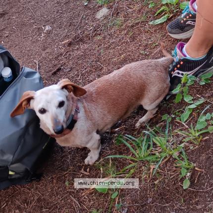 Photo 1/1 Chien retrouvé Perdu à Dieppe
