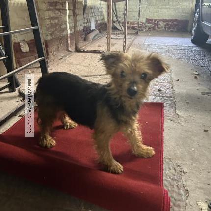 Photo de chien trouvé à Harnes