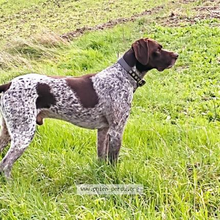 Photo 1/1 Chien retrouvé Perdu à Saint thomas de conac