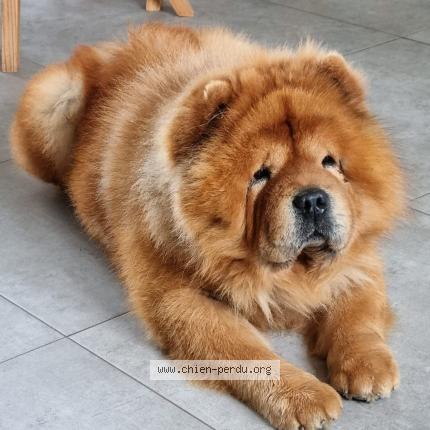 Photo 1/1 Chien retrouvé Perdu à Guipry