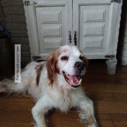 Photo de chien trouvé à Cieux