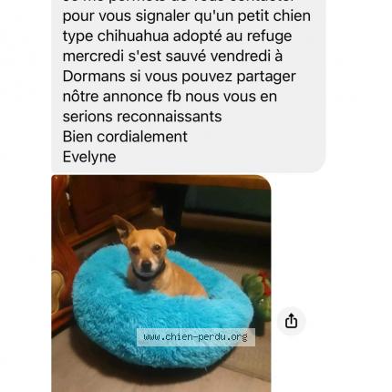 Photo 1/1 Chien retrouvé Perdu à Dormans