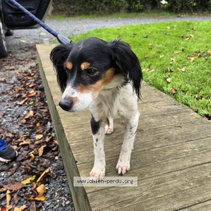 Photo 1/1 Chien retrouvé Trouvé à Ablon
