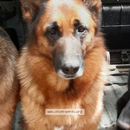 Photo 1/1 Chien retrouvé Perdu à Romanswiller