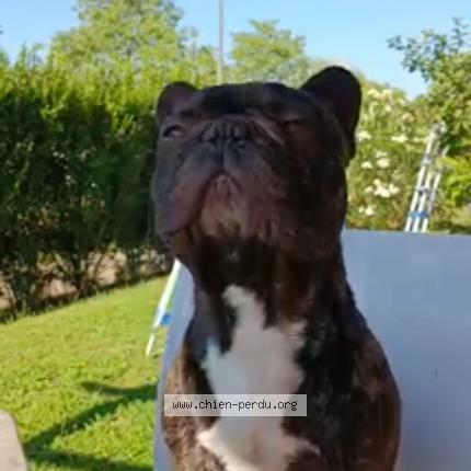 Photo 1/1 Chien retrouvé Perdu à Bourgoin jallieu