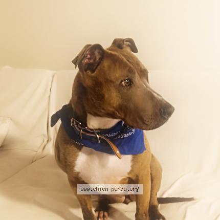 Photo 1/1 Chien retrouvé Perdu à Chatillon st jean