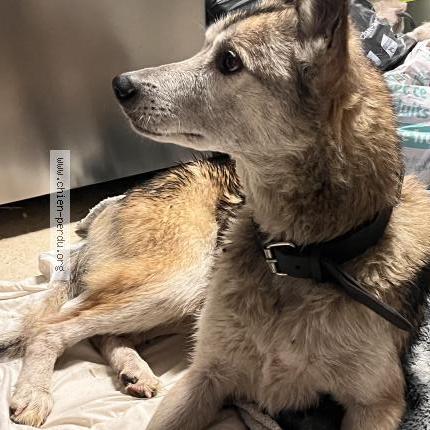 Photo 1/1 Chien retrouvé Trouvé à Baron