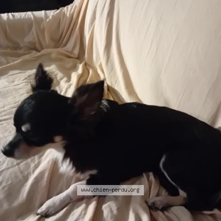 Photo 1/1 Chien retrouvé Trouvé à Montbeliard