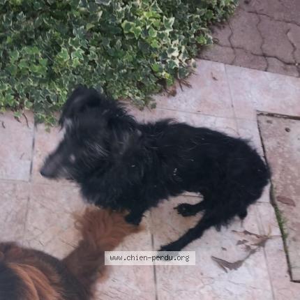 Photo 1/1 Chien retrouvé Trouvé à Gonfaron