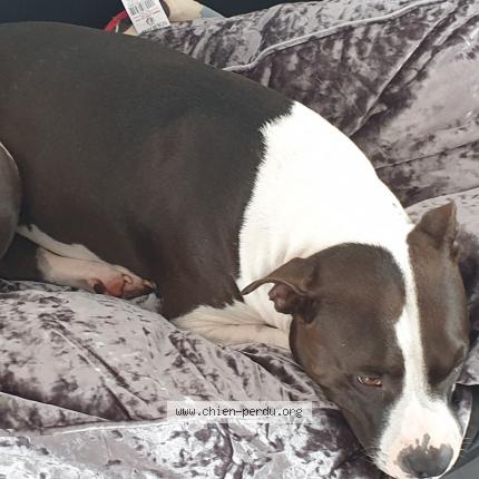 Photo 1/1 Chien retrouvé Perdu à Ozoir la ferriere