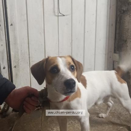 Photo de chien trouvé à Haucourt Moulaine