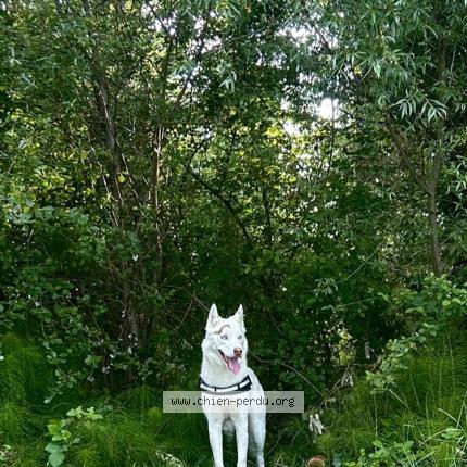 Photo 1/1 Chien retrouvé Perdu à Colomiers