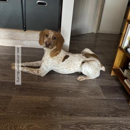 Photo 1/1 Chien retrouvé Trouvé à Sanssac l eglise