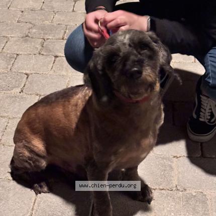 Photo 1/1 Chien retrouvé Trouvé à Jumeauville