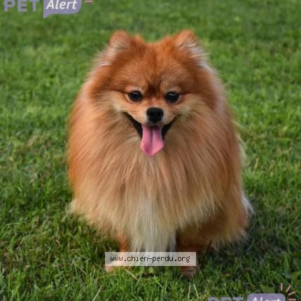 Photo 1/1 Chien retrouvé Perdu à Claye souilly