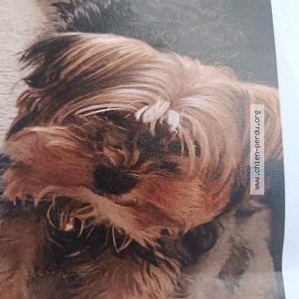 Photo 1/1 Chien retrouvé Perdu à Toulouse