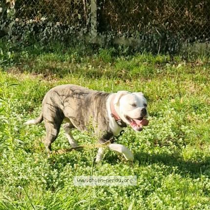 Photo de chien perdu à Limetz Villez