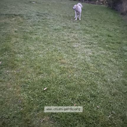 Photo 1/1 Chien retrouvé Trouvé à Durtol