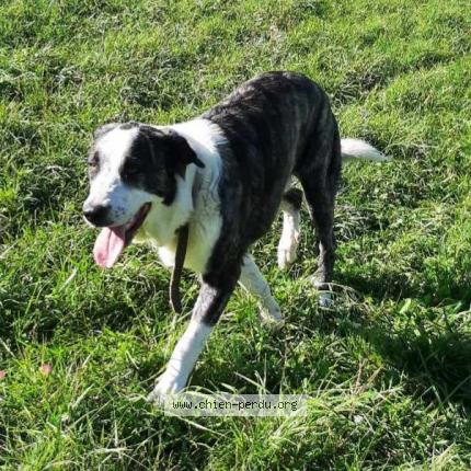 Photo 1/1 Chien retrouvé Perdu à Aubenasson