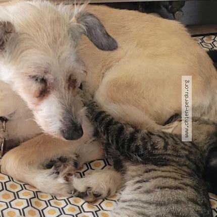 Photo 1/1 Chien retrouvé Perdu à Lhoumois