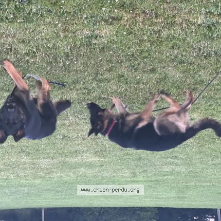 Photo 1/1 Chien retrouvé Perdu à Massy